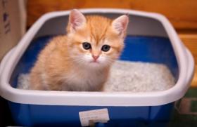 Маленький комочек в доме: как приучить котенка к лотку Приучение к туалету